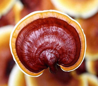 Kandungan Ganoderma Jamur Lingzhi